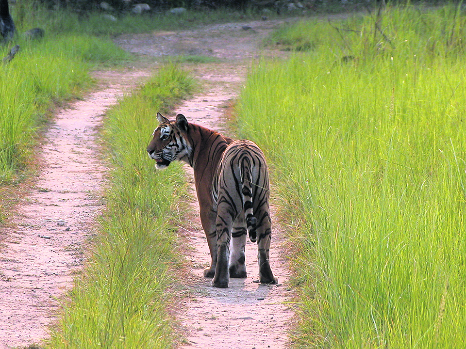 Nepal nears target of doubling tiger population